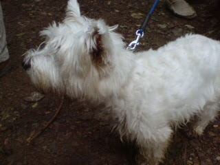 インフォギャップ